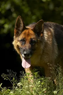 Wolfdogs: Portrait of a panting German Shepherd