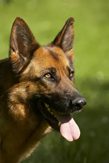 Wolfdogs: Portrait of a panting German Shepherd