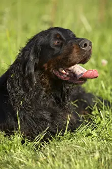 Exhausted: Portrait of a panting Gordon Setter