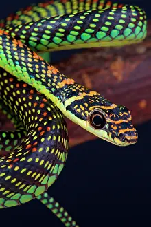 Colubrid: Portrait of Paradise tree snake (Chrysopelea paradise)