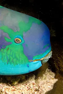 Scaridae: Portrait of Parrotfish
