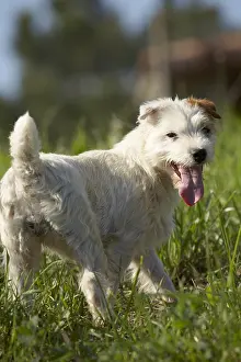 Parson: Portrait of a Parson Russel Terrier