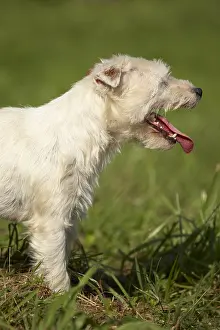 Parson: Portrait of a Parson Russel Terrier