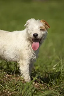 Parson: Portrait of a Parson Russel Terrier