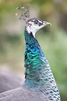 Crests: Portrait of a peacock blue backyard Alsace France