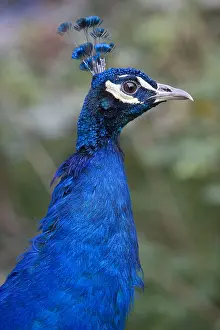 Crests: Portrait of a peacock blue backyard Alsace France
