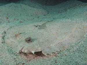 Peacock: Portrait of peacock flounder (Bothus mancus) from
