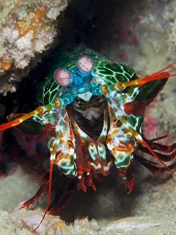 Peacock: Portrait of peacock mantis shrimp (Odontodactylus