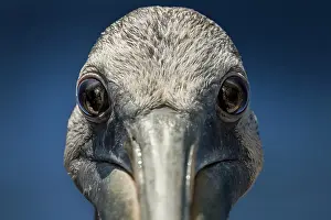 Pelecanidae: Portrait of Peruvian Pelican (Pelecanus thagus)