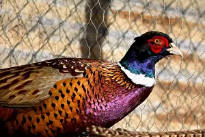 Farmyards: Portrait of Pheasant in a farmyard France