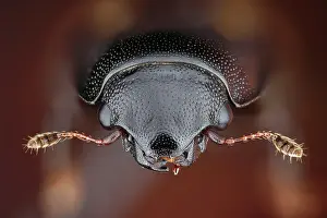 Bugs: Portrait of a picnic beetle (Glischrochilus quadrisignatus)