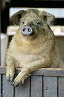 Materials: Portrait of Pig at the door of a farmhouse - France