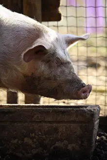 Corral: Portrait of Pig France