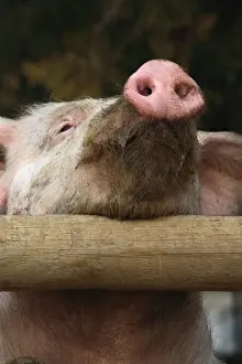Corral: Portrait of Pig France