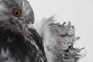Frise: Portrait of Pigeon frise with head in feathers France