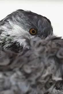 Frise: Portrait of Pigeon frise with head in feathers France