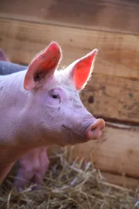 Crossbreed: Portrait of Piglet Large White x Duroc 15 days old
