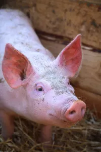 Crossbreed: Portrait of Piglet Large White x Duroc 15 days old