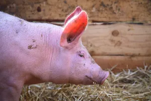 Crossbreed: Portrait of Piglet Large White x Duroc 15 days old