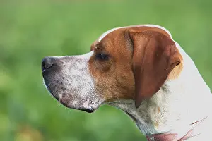 Pointers: Portrait of a Pointer France
