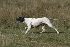 Bogs: Portrait of a Pointer hunting in a marsh France