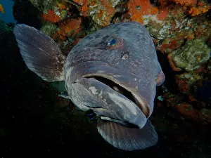 Grouper: Portrait of potato grouper (Epinephelus tukula)