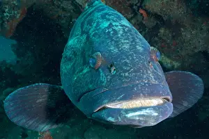 Grouper: Portrait of potato grouper (Epinephelus tukula)