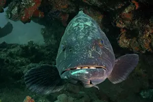 Grouper: Portrait of potato grouper (Epinephelus tukula)