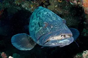 Grouper: Portrait of potato grouper (Epinephelus tukula)