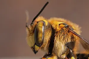 Potter: Portrait of Potter Bee (Anthidium florentinum)