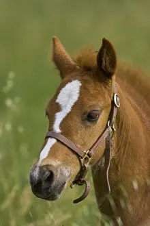 Arabs: Portrait Poulain cross Saddle French Arab and Thoroughbred
