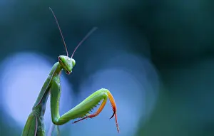 Religiosa: Portrait of Praying Mantis (Mantis religiosa), Cantabria