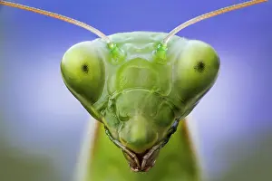 Religiosa: Portrait of Praying mantis (Mantis religiosa) in