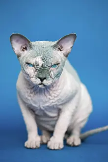 Nudity: Portrait of pretty Canadian Sphynx cat - breed of