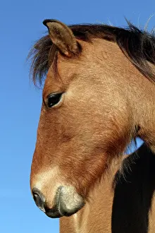 Chestnuts: Portrait of Przewalski foal in LozA re - France