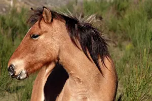 Chestnuts: Portrait of Przewalski horse in LozA re - France
