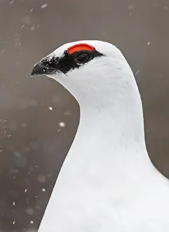 Muta: Portrait of Ptarmigan (Lagopus muta) male in winter