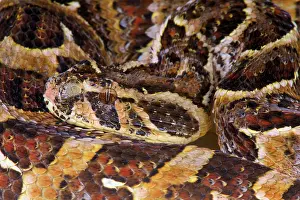 Puff: Portrait of Puff adder (Bitis arietans)