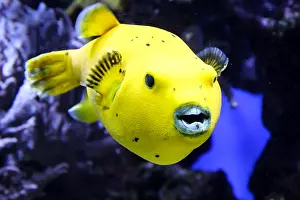 Trunkfish: Portrait of a puffer fish