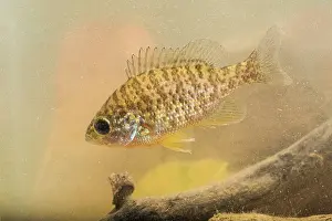 Alien: Portrait of Pumpkinseed or sunfish (Lepomis gibbosus)