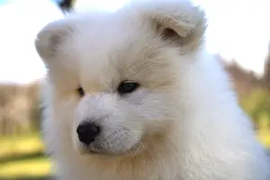 Samoyed: Portrait of a Pup Samoyede sat in a garden