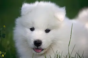 Samoyed: Portrait of a Pup Samoyedes in a garden