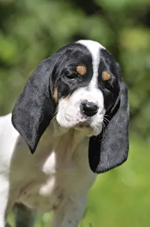 Scenthound: Portrait of a Puppy Ariegeois