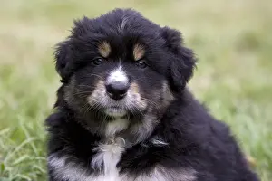 Tranquillity: Portrait of a Puppy Dog race Australian Shepherd