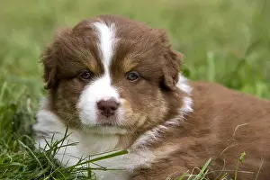 Tranquillity: Portrait of a Puppy Dog race Australian Shepherd