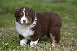 Tranquillity: Portrait of a Puppy Dog race Australian Shepherd
