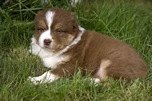 Unsharp: Portrait of a Puppy Dog race Australian Shepherd
