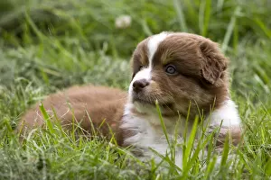 Unsharp: Portrait of a Puppy Dog race Australian Shepherd