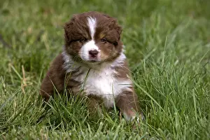 Tranquillity: Portrait of a Puppy Dog race Australian Shepherd