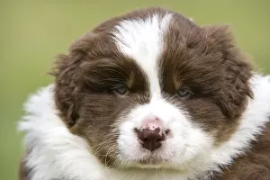 Tranquillity: Portrait of a Puppy Dog race Australian Shepherd
